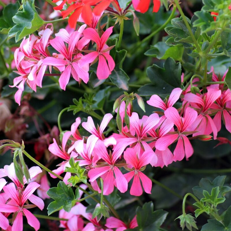 How Geranium boosts mental health?